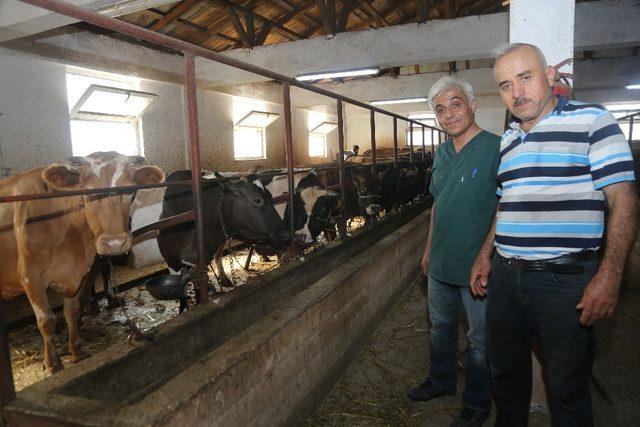 Atakum Belediyesinden ’buzağı’ seferberliği