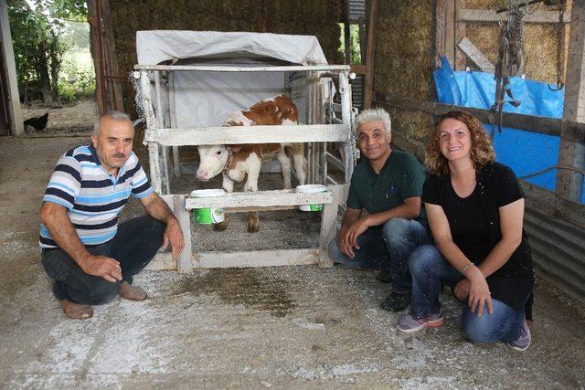 Atakum Belediyesinden ’buzağı’ seferberliği