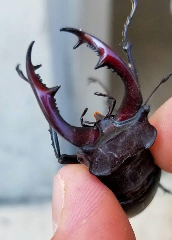 Nadir görülen "Geyik Böceği" Elazığ’da görüntülendi G2