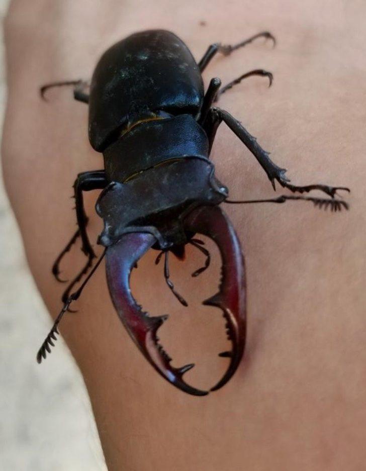 Nadir görülen "Geyik Böceği" Elazığ’da görüntülendi G4