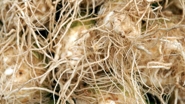 Bir hafta boyunca kereviz yerseniz bakın vücudunuzda neler olacak?