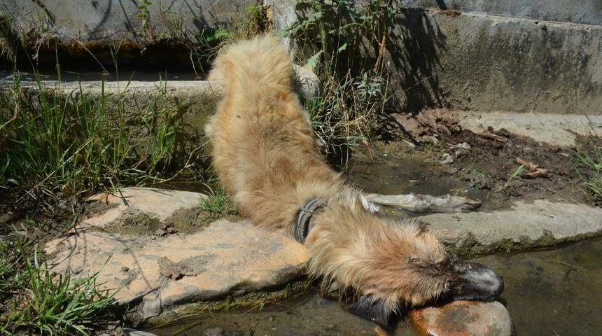 Duyarlı vatandaşlardan yaralı köpeğe yardım