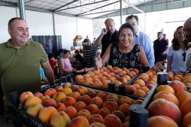 Gürcistan Devlet Başkanı şeftali topladı