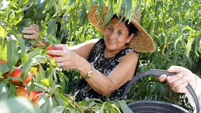 Gürcistan Devlet Başkanı şeftali topladı