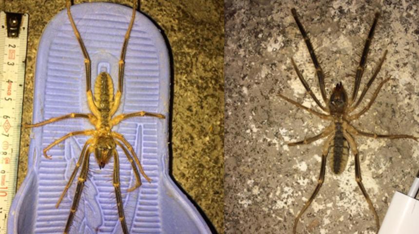 'Sarı Ömer' tedirginliği! Zehri insanı öldürüyor