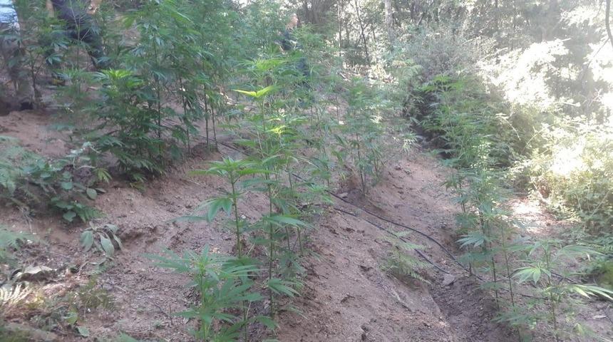 Alaşehir’de 363 kök Hint keneviri ele geçirildi