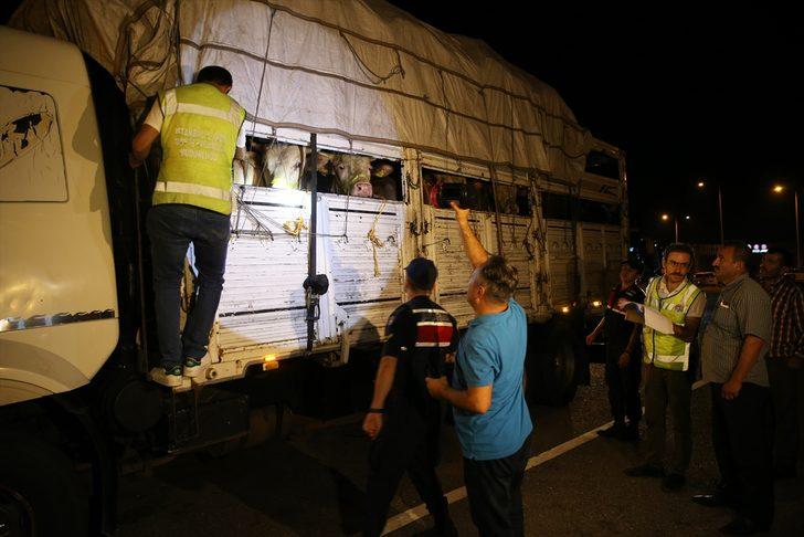 Kurbanlıklar İstanbul'a getirilmeye başlandı G1