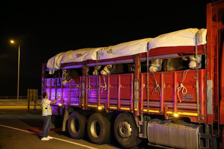 Kurbanlıklar İstanbul'a getirilmeye başlandı G3