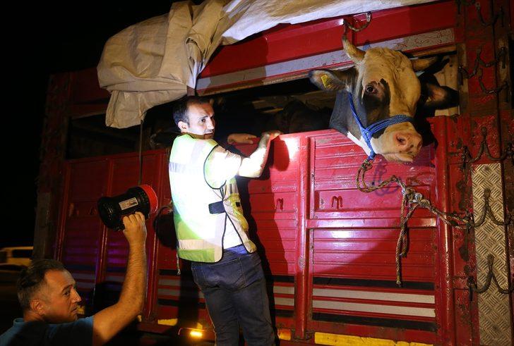 Kurbanlıklar İstanbul'a getirilmeye başlandı G4