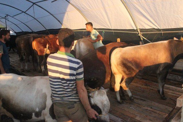 İstanbul’da ilk kurbanlıklar satış yerlerine yerleştirildi