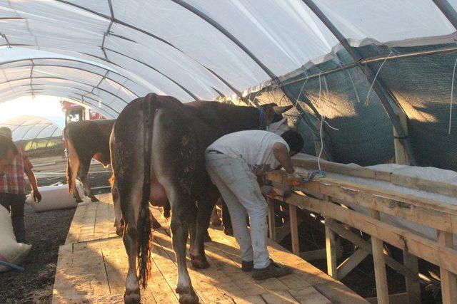 İstanbul’da ilk kurbanlıklar satış yerlerine yerleştirildi