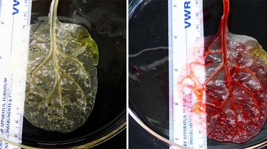 Bilim İnsanları Ispanak Yaprağından &Ccedil;alışan Kalp Dokusu Yapmayı Başardı! 