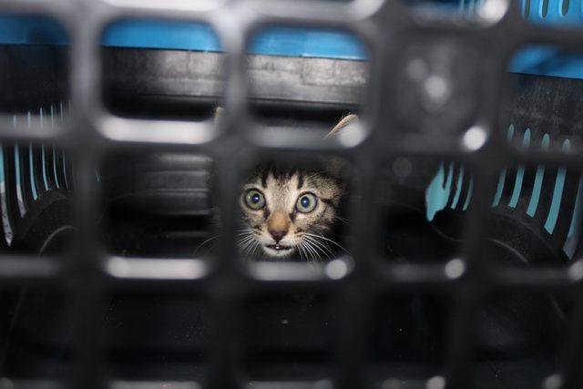 Yavru kedi lüks otomobilden çıkmadı