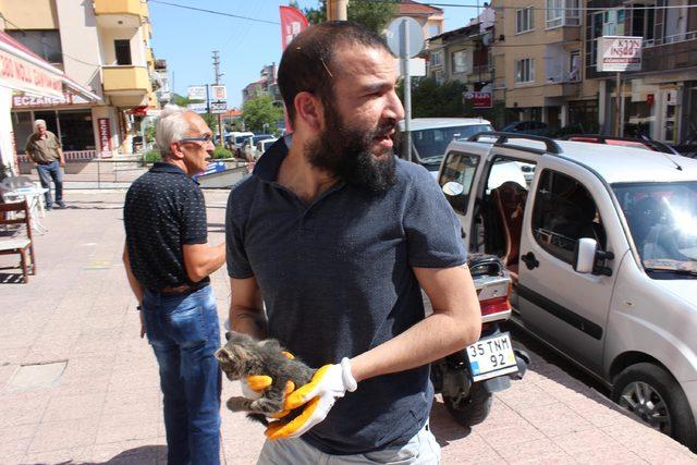 Yavru kedi lüks otomobilden çıkmadı