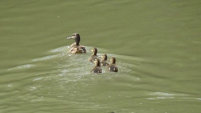 Yaban ördekleri yavrularıyla Kars Çayı’nda