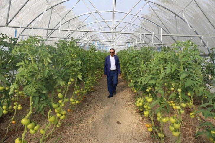 Gürpınar’da hasat zamanı G1