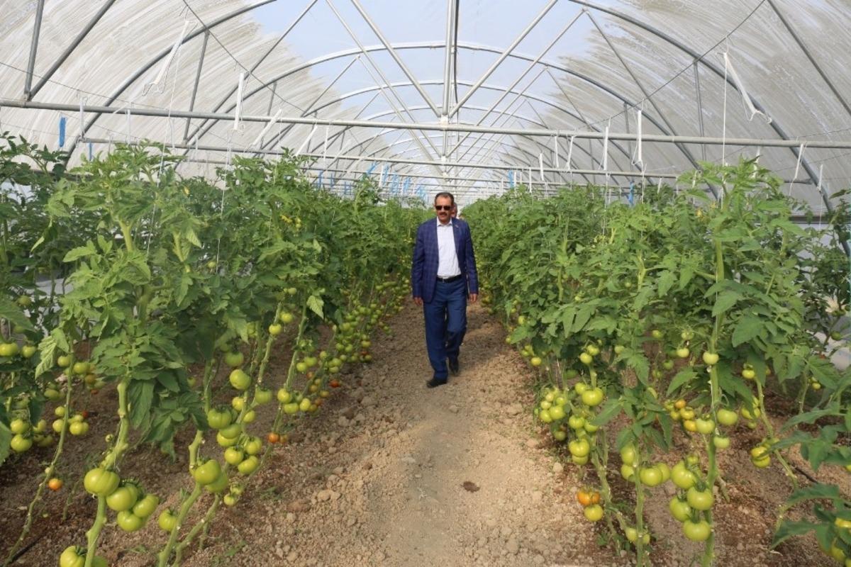 G&uuml;rpınar&rsquo;da hasat zamanı