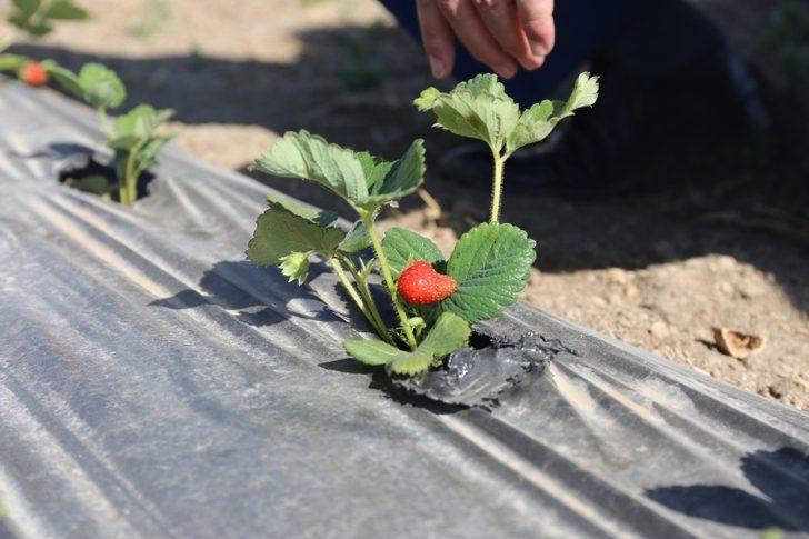 Gürpınar’da hasat zamanı G3