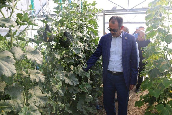 Gürpınar’da hasat zamanı G4