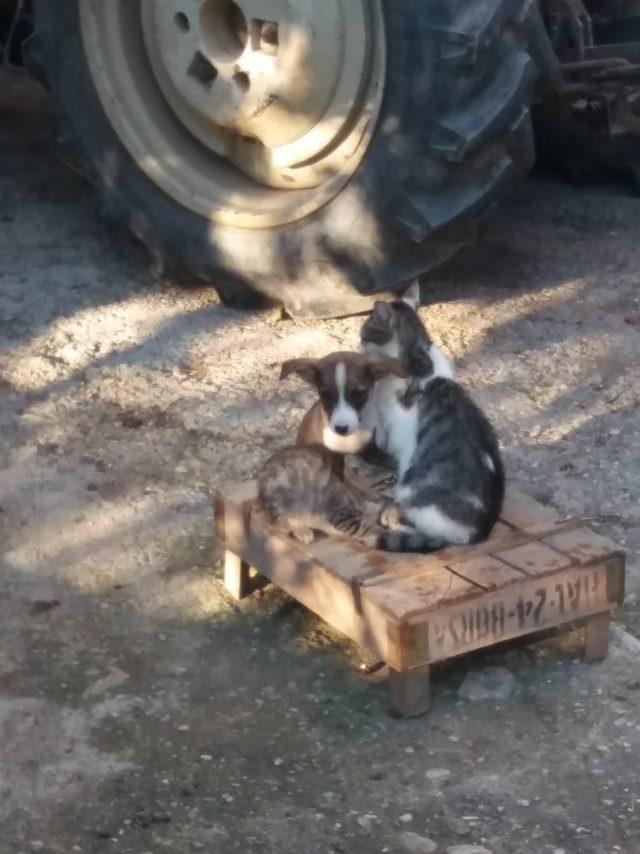 Yavru köpeği kedi sahiplendi