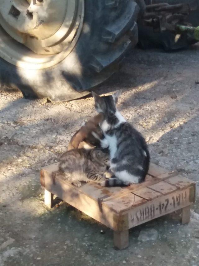 Yavru köpeği kedi sahiplendi