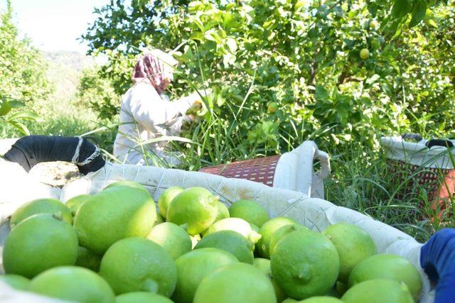 Limonda rekolte düştü