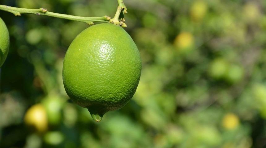 Limonda rekolte d&uuml;şt&uuml;