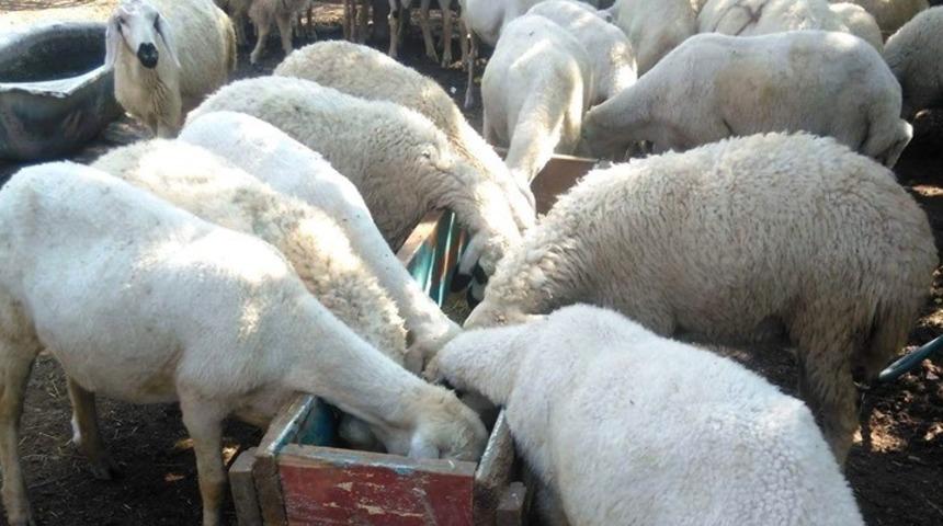 Osmaniye&rsquo;de kurban fiyatları belirlendi