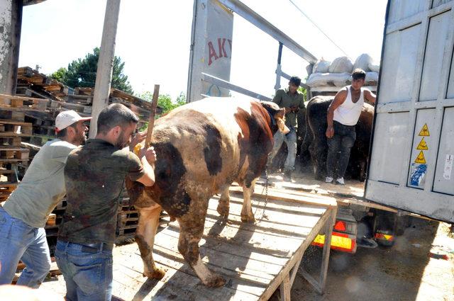 Sivas'ta yetiştirilen kurbanlıklar İstanbul'a götürülüyor