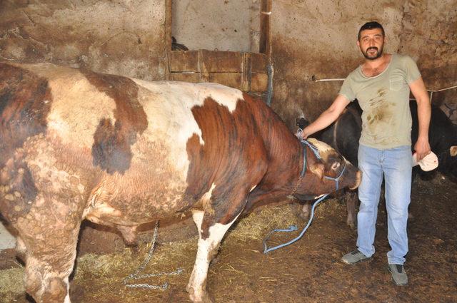 Sivas'ta yetiştirilen kurbanlıklar İstanbul'a götürülüyor