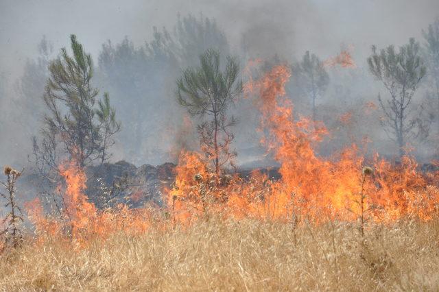 Anız yangını ormana sıçradı; 20 hektarlık alan zarar gördü