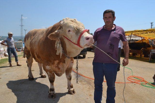 İnegöl hayvan pazarının 