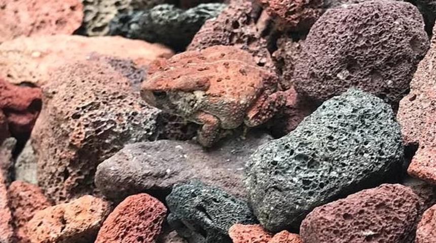 Burada gizlenmiş kurbağayı bulabilecek misiniz?