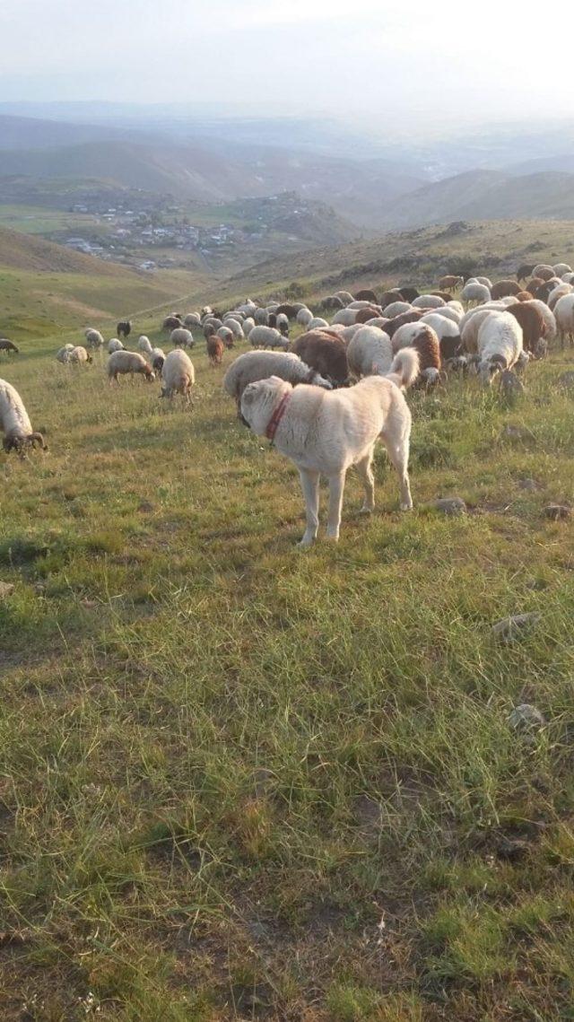 Ağrı’dan İzmir’e kurbanlık sevkiyatı hızlandı