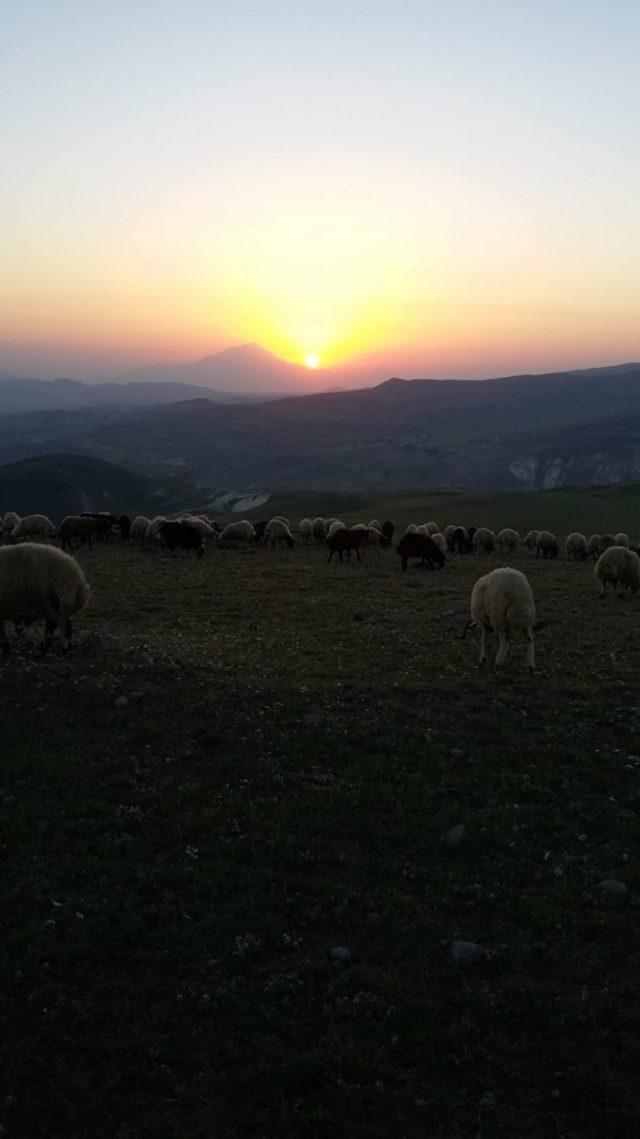 Ağrı’dan İzmir’e kurbanlık sevkiyatı hızlandı