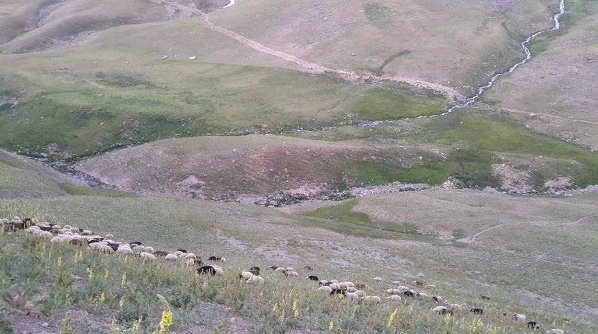 Ağrı’dan İzmir’e kurbanlık sevkiyatı hızlandı
