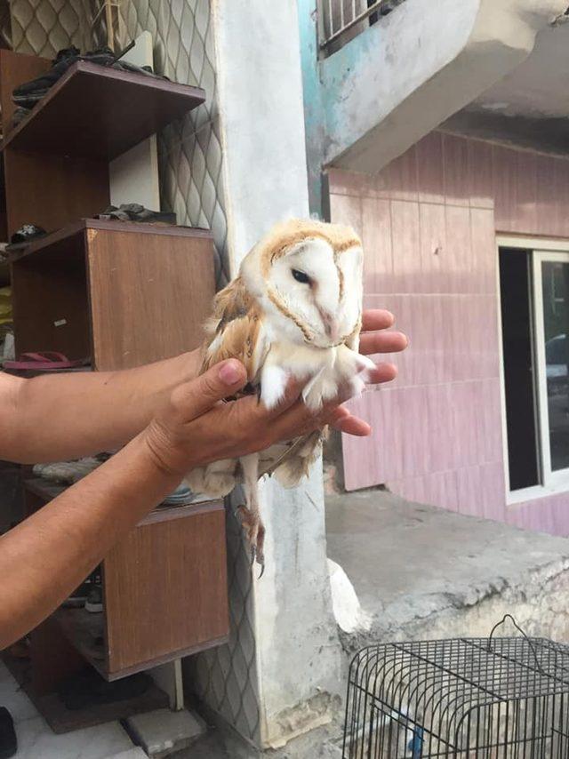 Sokakta bulunan peçeli baykuş doğaya salındı