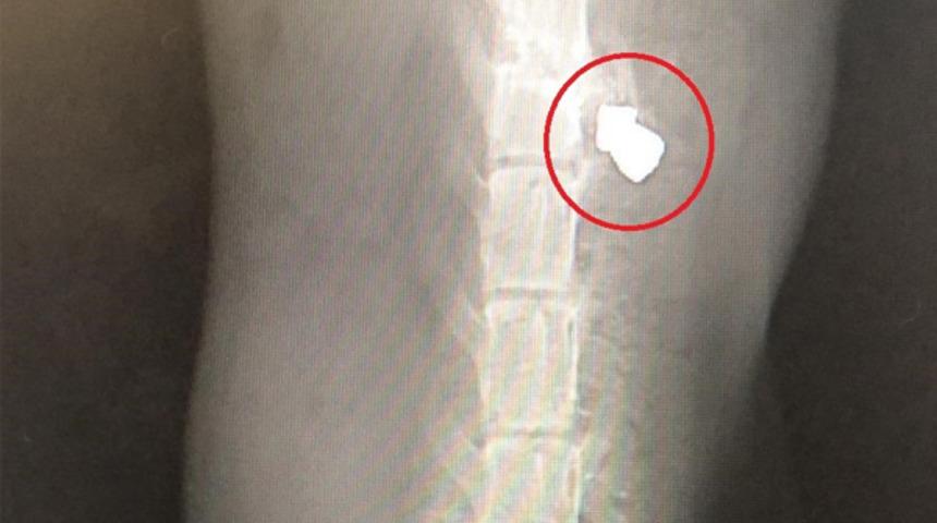 Kediyi önce saçmayla vurdular, sonra işkence ettiler