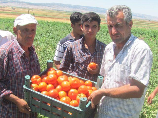 Araban yerli domates hasadı başladı