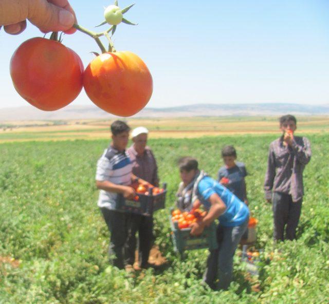 Araban yerli domates hasadı başladı