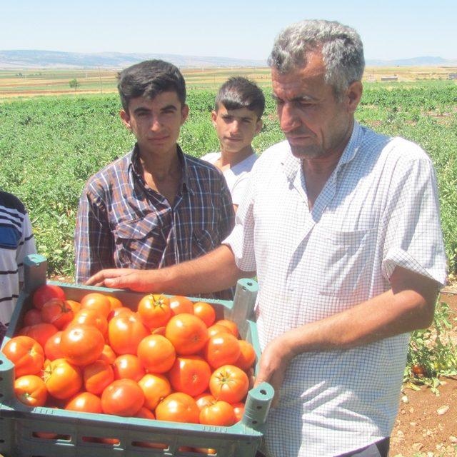 Araban yerli domates hasadı başladı