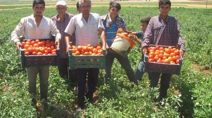 Araban yerli domates hasadı başladı