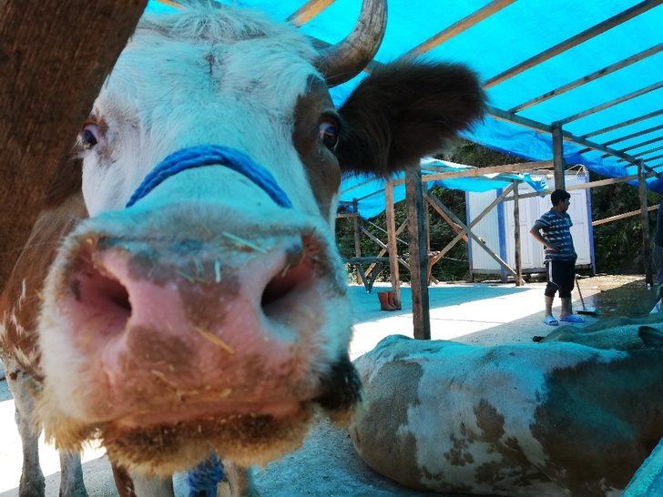 Kurbanlıklar pazardaki yerini almaya başladı G2