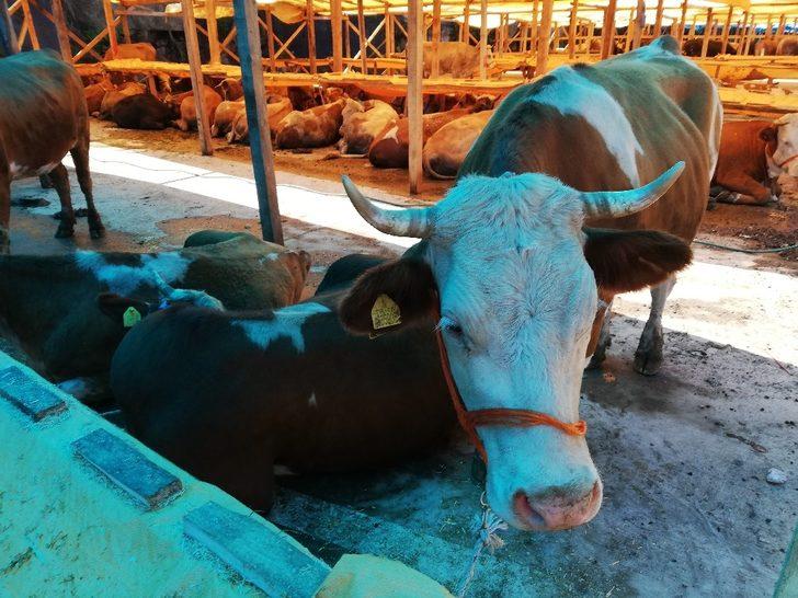 Kurbanlıklar pazardaki yerini almaya başladı G3