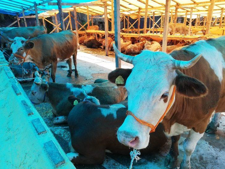 Kurbanlıklar pazardaki yerini almaya başladı G4