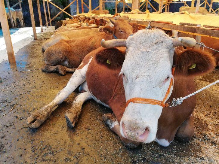 Kurbanlıklar pazardaki yerini almaya başladı G5