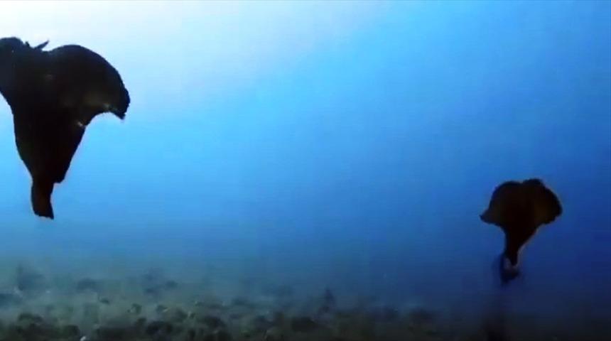 'Aplysia depilans'lar Gökçeada'da görüntülendi