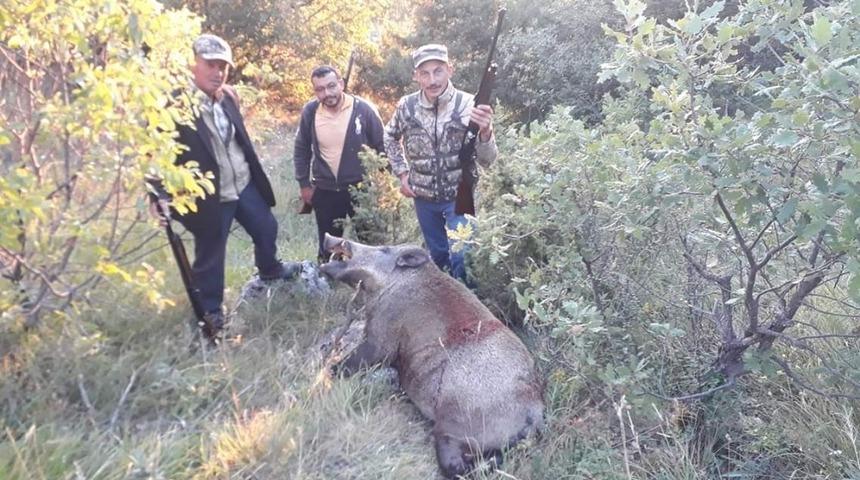 Tarlaları talan eden domuzlar avcıların hedefi oldu