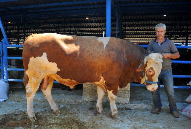 Kurbanlıklar Efe 33 bin, Paşa ise 25 bin liraya alıcısını bekliyor