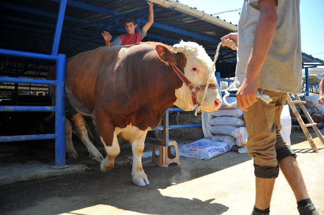 Kurbanlıklar Efe 33 bin, Paşa ise 25 bin liraya alıcısını bekliyor